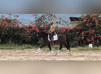 PRE Mix, Mare, 15 years, 15,3 hh, Brown