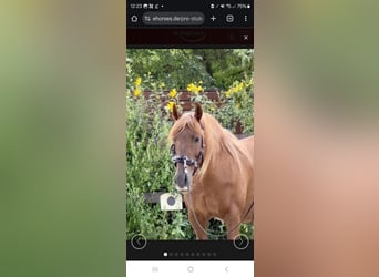 PRE Mix, Mare, 15 years, 15,2 hh, Chestnut-Red