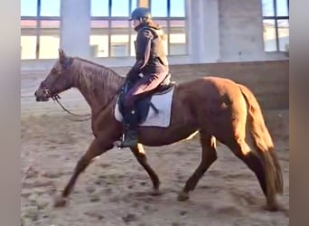 PRE, Mare, 15 years, 15,2 hh, Chestnut-Red