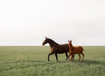 PRE, Mare, 15 years, 16.1 hh