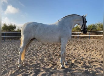 PRE Mix, Mare, 15 years, 16.2 hh, Grey
