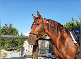 PRE, Mare, 15 years, 16 hh, Brown-Light