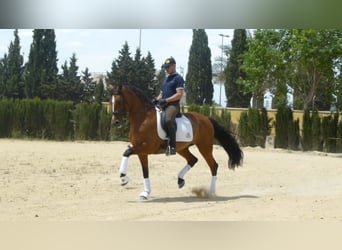 PRE, Mare, 15 years, 16 hh, Brown-Light