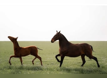 PRE, Mare, 15 years, 16,1 hh