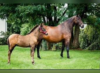 PRE Mix, Mare, 15 years, 16,2 hh