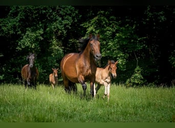 PRE Mix, Mare, 15 years