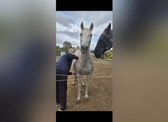 PRE, Mare, 16 years, 15,1 hh, Gray-Fleabitten