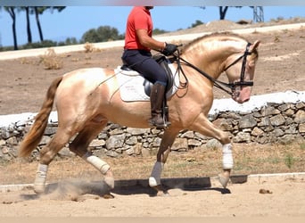 PRE Mix, Mare, 16 years, 15.2 hh, Bay