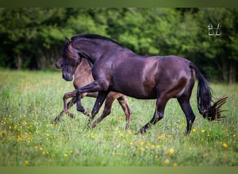 PRE, Mare, 16 years, 15,2 hh, Black