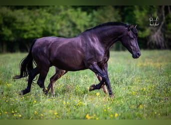 PRE, Mare, 16 years, 15,2 hh, Black