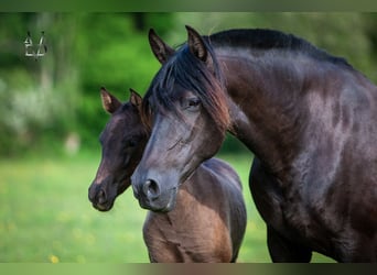 PRE, Mare, 16 years, 15,2 hh, Black