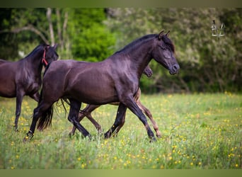 PRE, Mare, 16 years, 15,2 hh, Black