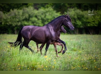 PRE, Mare, 16 years, 15,2 hh, Black