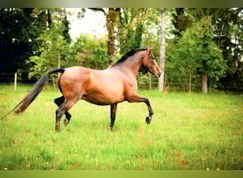PRE, Mare, 16 years, 15.2 hh, Brown