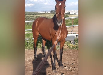 PRE Mix, Mare, 16 years, 15,2 hh, Brown