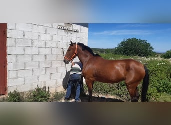 PRE Mix, Mare, 16 years, 15,2 hh, Brown