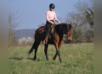 PRE Mix, Mare, 16 years, 15.2 hh, Brown