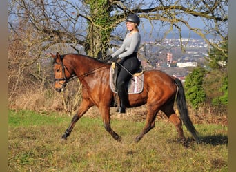 PRE Mix, Mare, 16 years, 15.2 hh, Brown