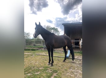 PRE Mix, Mare, 16 years, 15.2 hh, Smoky-Black