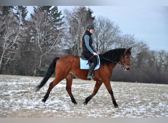 PRE, Mare, 16 years, 15.3 hh, Brown