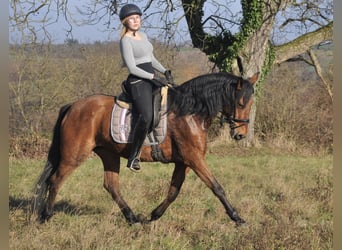PRE, Mare, 16 years, 15.3 hh, Brown