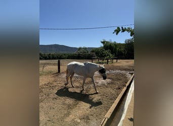 PRE, Mare, 16 years, 16 hh, Gray