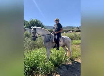 PRE, Mare, 16 years, 16 hh, Gray