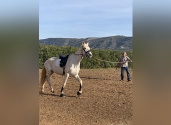 PRE, Mare, 16 years, 16 hh, Gray