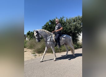 PRE, Mare, 16 years, 16 hh, Gray