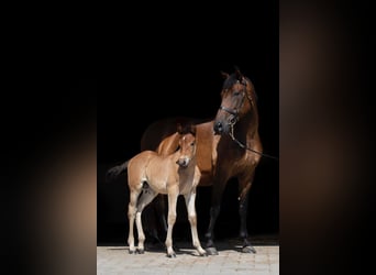 PRE Mix, Mare, 16 years