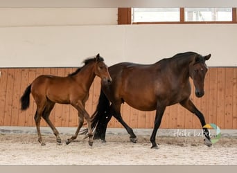 PRE Mix, Mare, 16 years