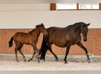 PRE Mix, Mare, 16 years