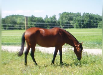 PRE Mix, Mare, 17 years, 15.1 hh, Brown