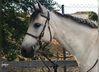 PRE Mix, Mare, 17 years, 15.1 hh, Gray