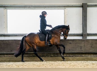 PRE, Mare, 17 years, 15,3 hh, Brown