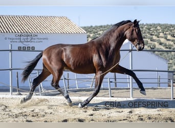 PRE Mix, Mare, 17 years, 16.1 hh, Brown