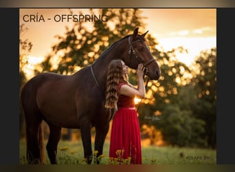 PRE Mix, Mare, 17 years, 16.1 hh, Brown