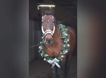 PRE Mix, Mare, 17 years, 16 hh, Brown