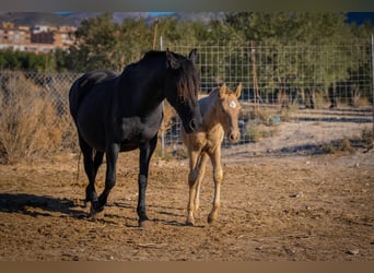PRE Mix, Mare, 18 years, 15.1 hh, Black PRE Mix, Mare, 18 years, 15.1 hh, Black