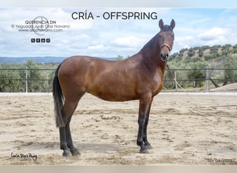 PRE, Mare, 18 years, 16.1 hh, Brown