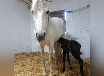 PRE Mix, Mare, 18 years, 17 hh, Gray