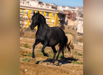 PRE Mix, Mare, 19 years, 15.1 hh, Black