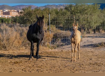 PRE Mix, Mare, 19 years, 15.1 hh, Black