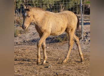 PRE Mix, Mare, 19 years, 15.1 hh, Black