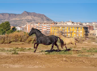 PRE Mix, Mare, 19 years, 15.1 hh, Black