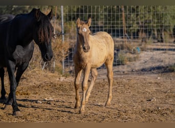 PRE Mix, Mare, 19 years, 15.1 hh, Black