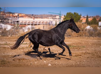 PRE Mix, Mare, 19 years, 15.1 hh, Black