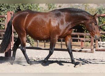 PRE, Mare, 19 years, 15.1 hh, Brown