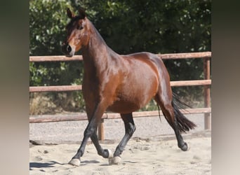 PRE, Mare, 19 years, 15.1 hh, Brown