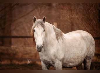 PRE, Mare, 19 years, 15.1 hh, Gray